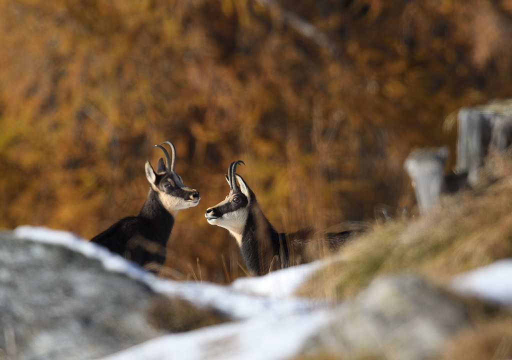 DS5_4747.jpg