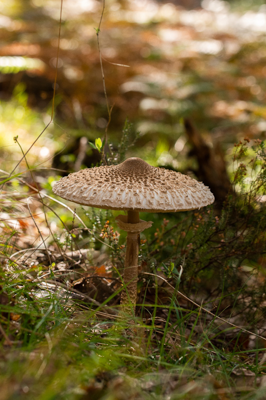 Coulemelle-2.jpg