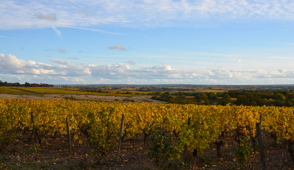 Anjou (2).jpg