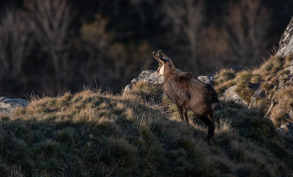 Chamois 1 (5).jpg