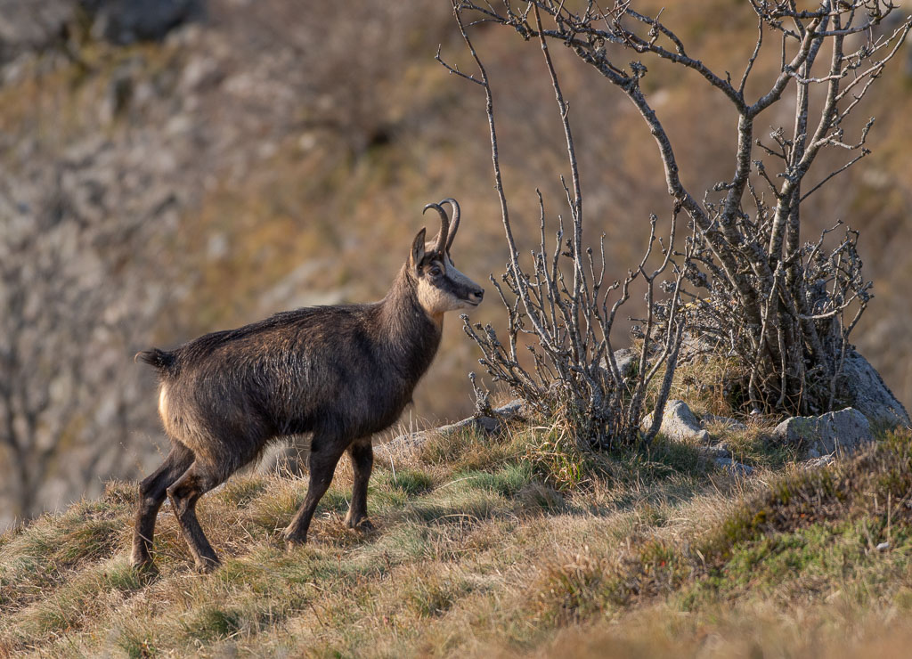Chamois 1 (7).jpg