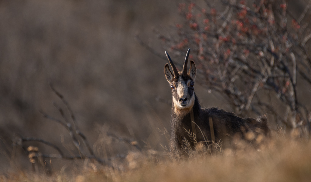 Chamois 1 (6).jpg
