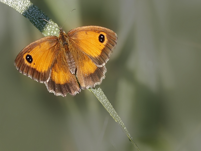 bruin zandoogje (Maniola jurtina) -  0006a.jpg