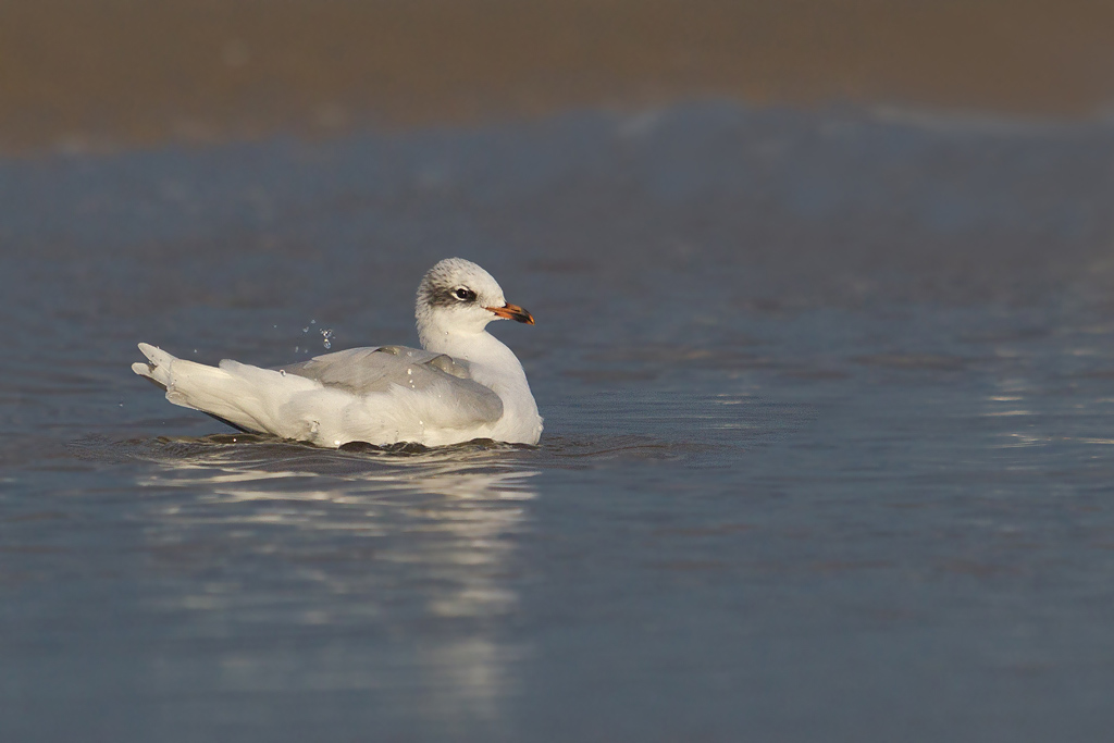 Mouette mélanocéphale Wissant J Rivière.jpg