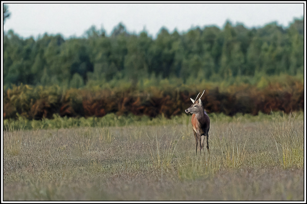cerf(3828).jpg