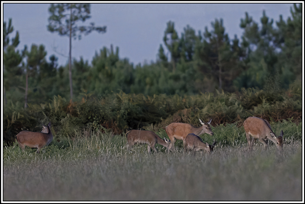 cerf(3843).jpg
