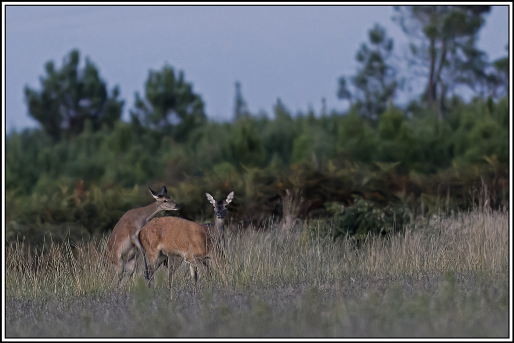 cerf(3844).jpg