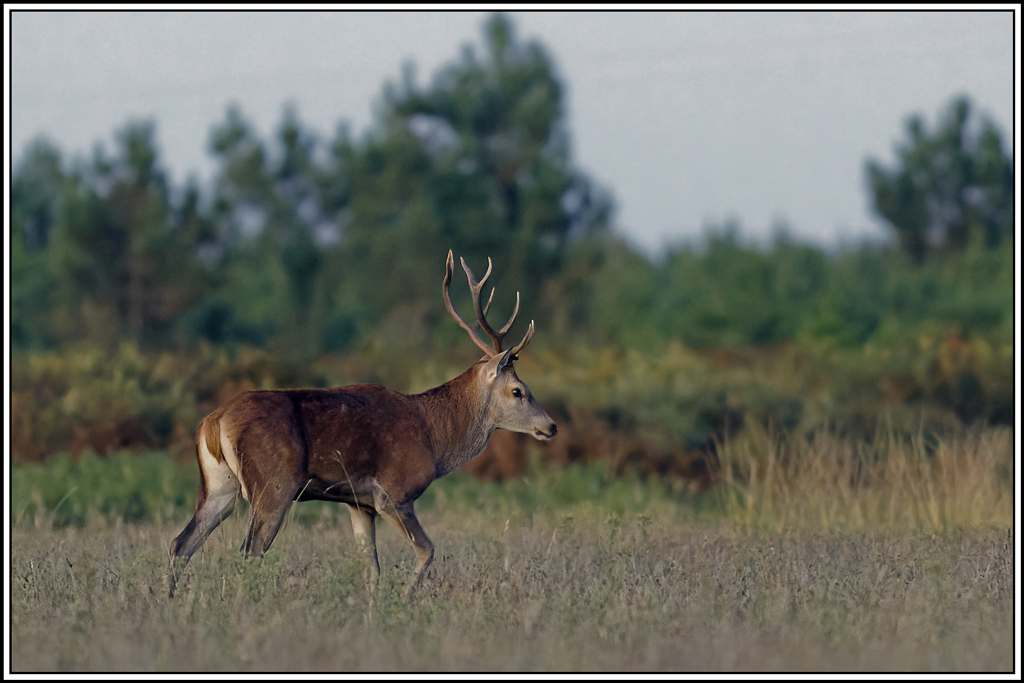 cerf(3852).jpg