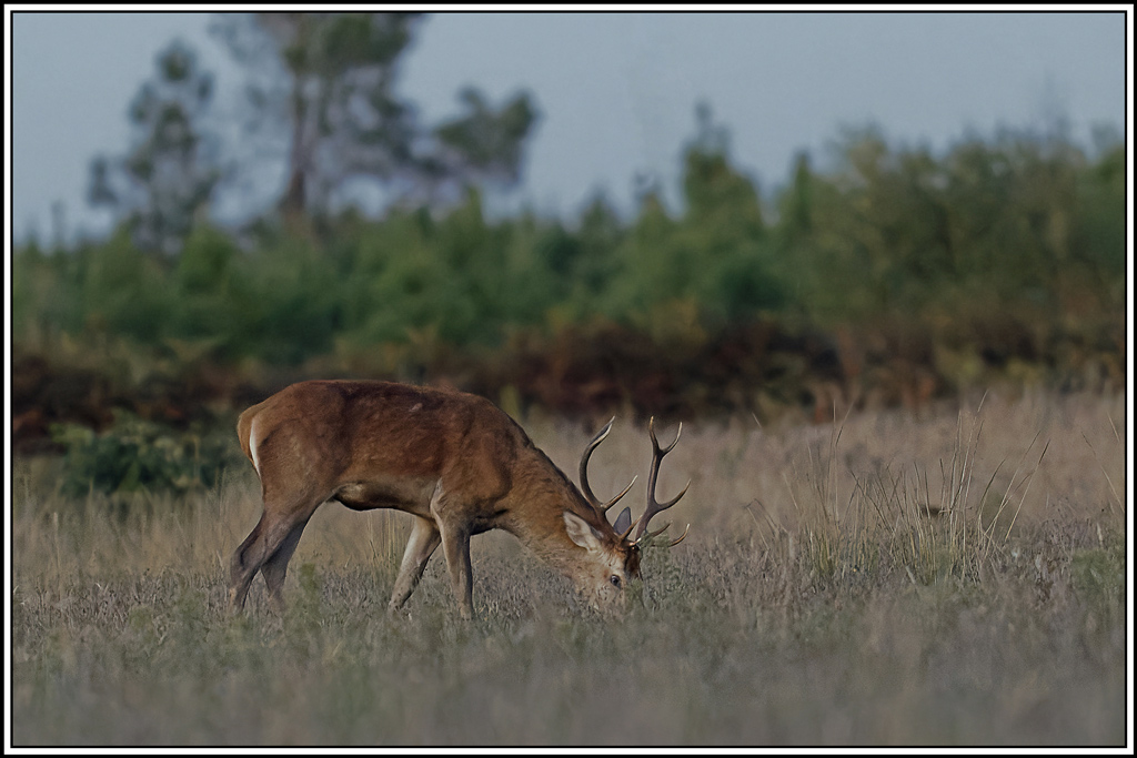 cerf(3855).jpg