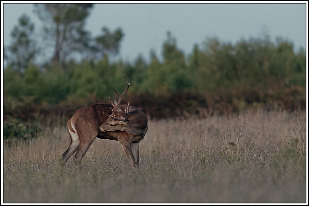 cerf(3858).jpg