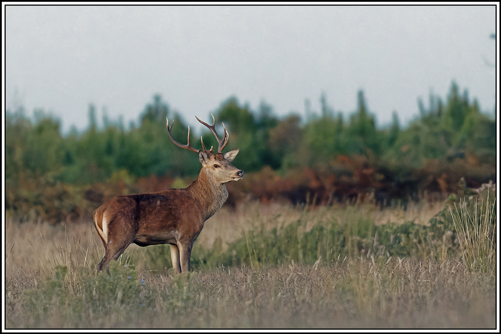 cerf(3859).jpg