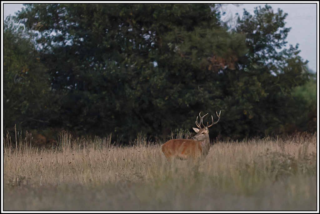 cerf(3869).jpg