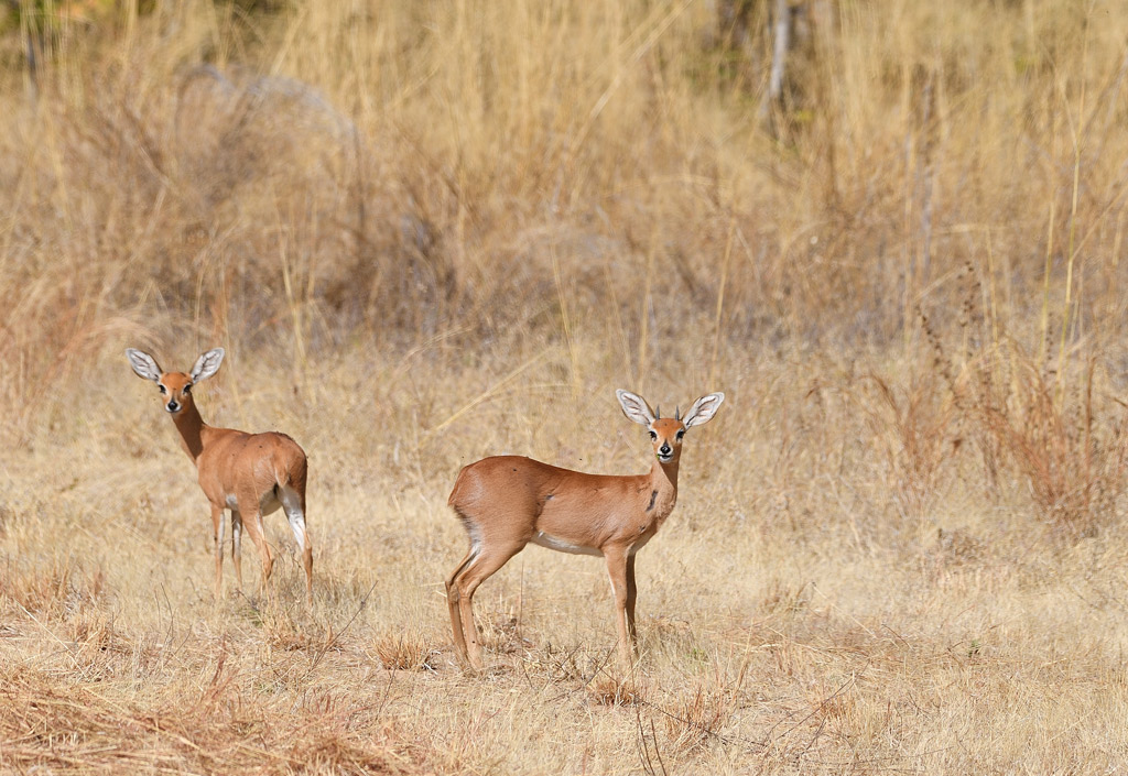 DS5_1513.jpg
