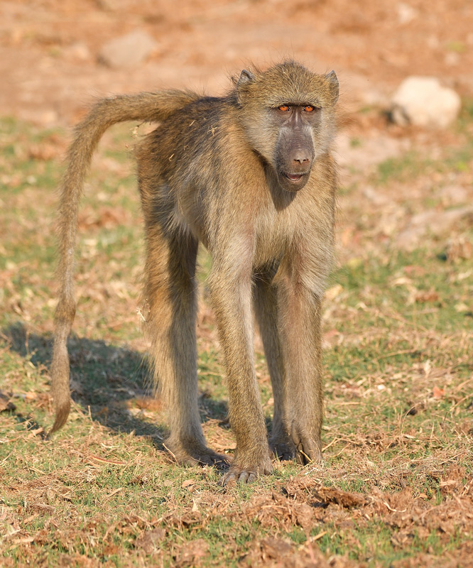 DS5_2121.jpg