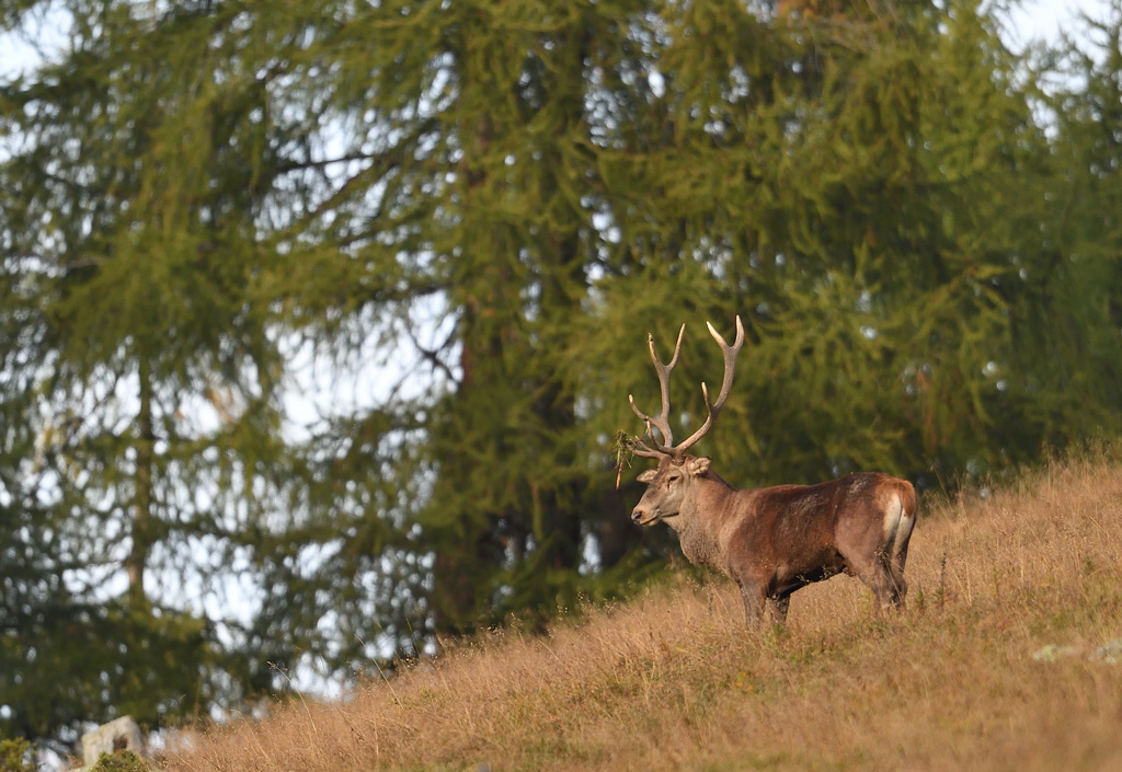 DS5_3811.jpg