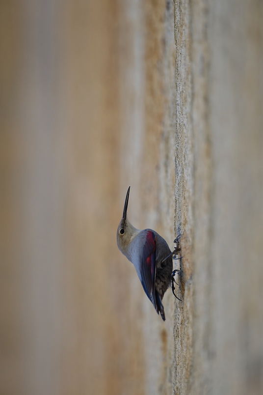 DSC_1578_DxO.jpg