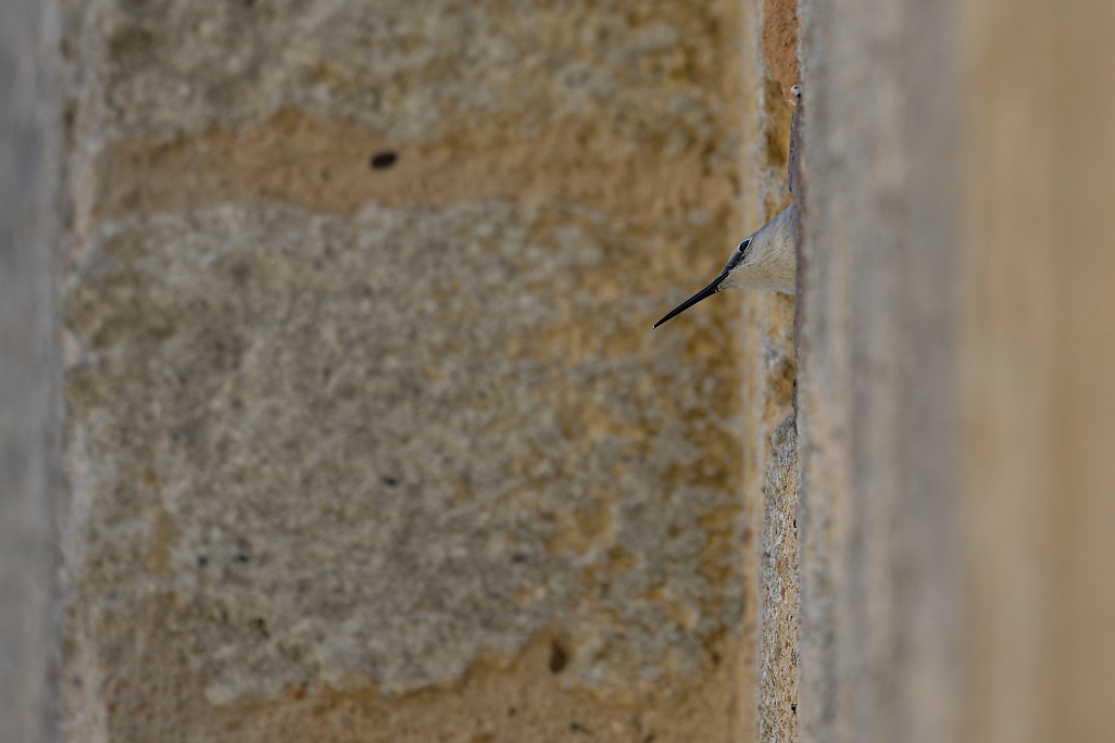 DSC_1584_DxO.jpg