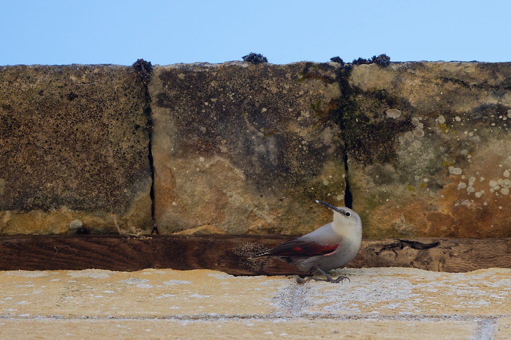 DSC_1622_DxO.jpg