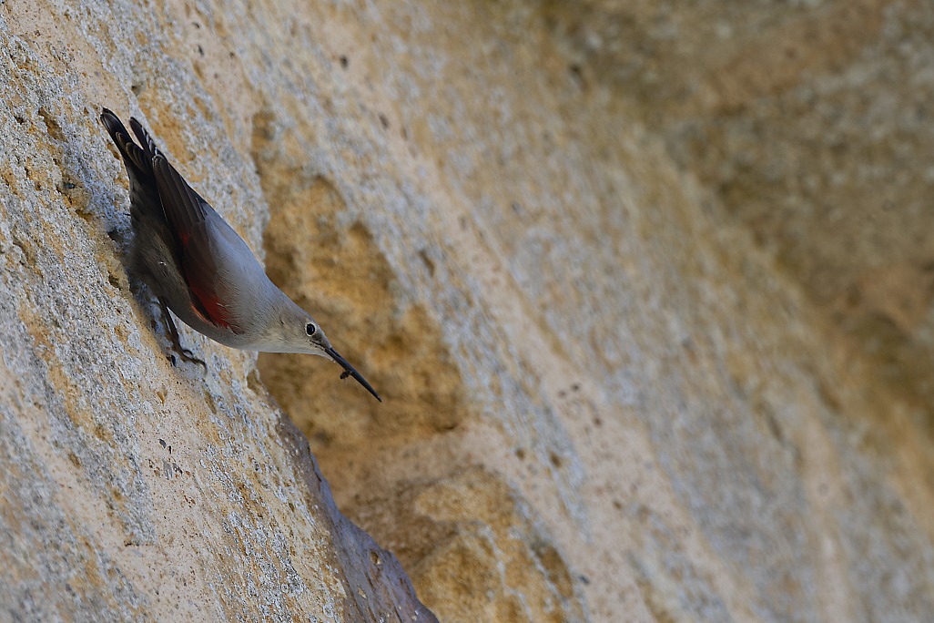 DSC_1655_DxO.jpg
