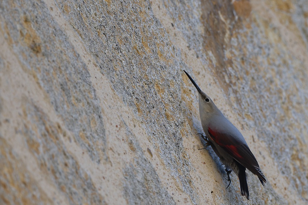 DSC_1660_DxO.jpg