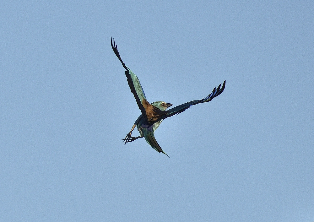 rollier_698_PA14274.JPG