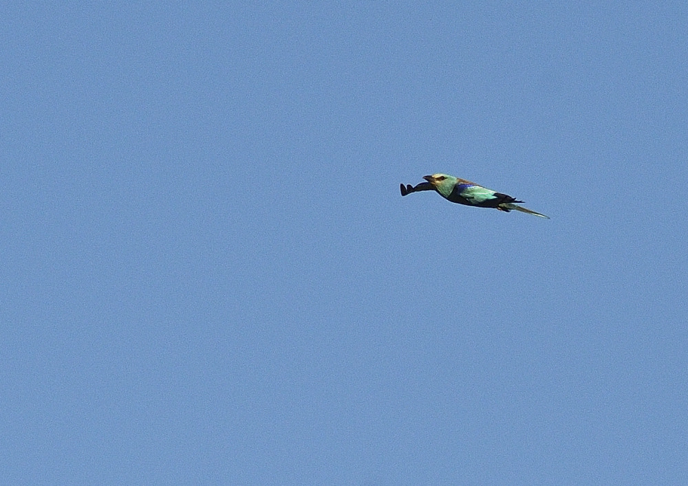 rollier_704_PA14280.JPG