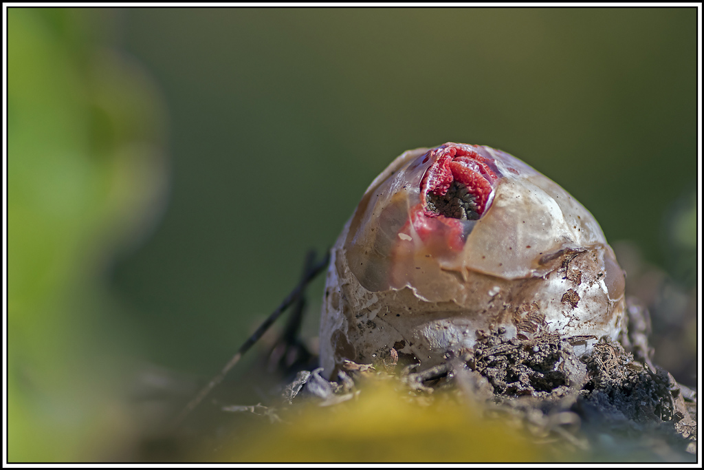 champignon(464).jpg