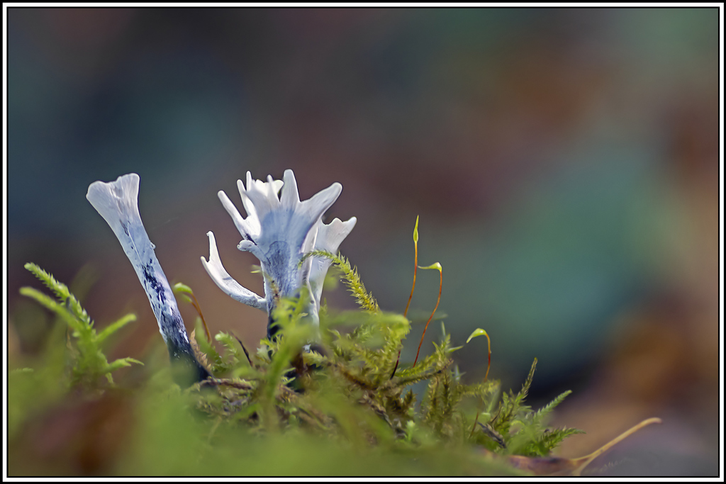 champignon(454_460).jpg