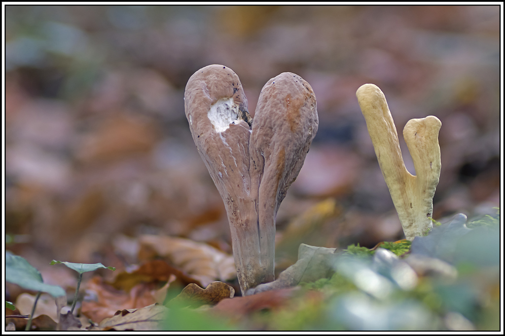 champignon(461_463).jpg