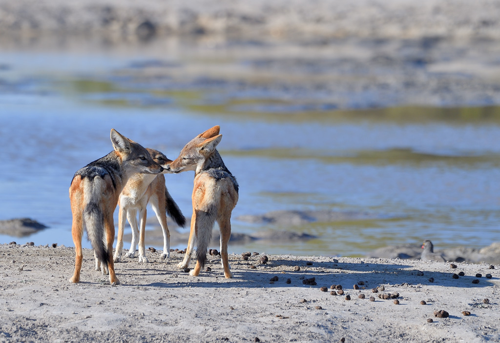 DS5_1486.jpg