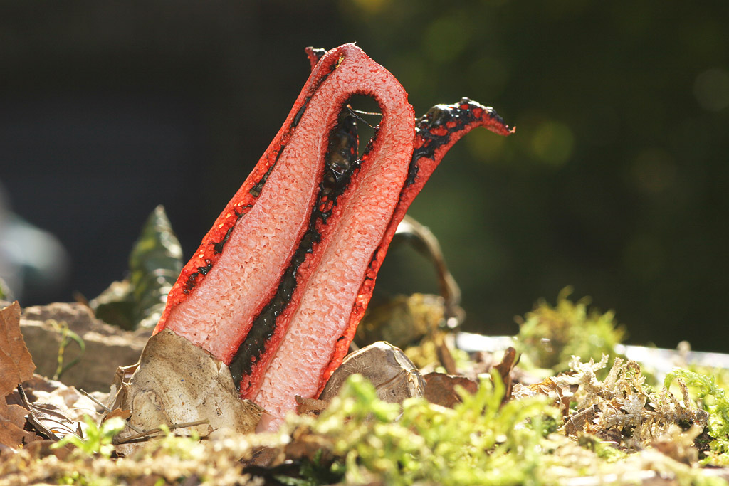 Clathrus archeri ( Anthurus d'Archer ) éclsion 2  J Rivière.jpg