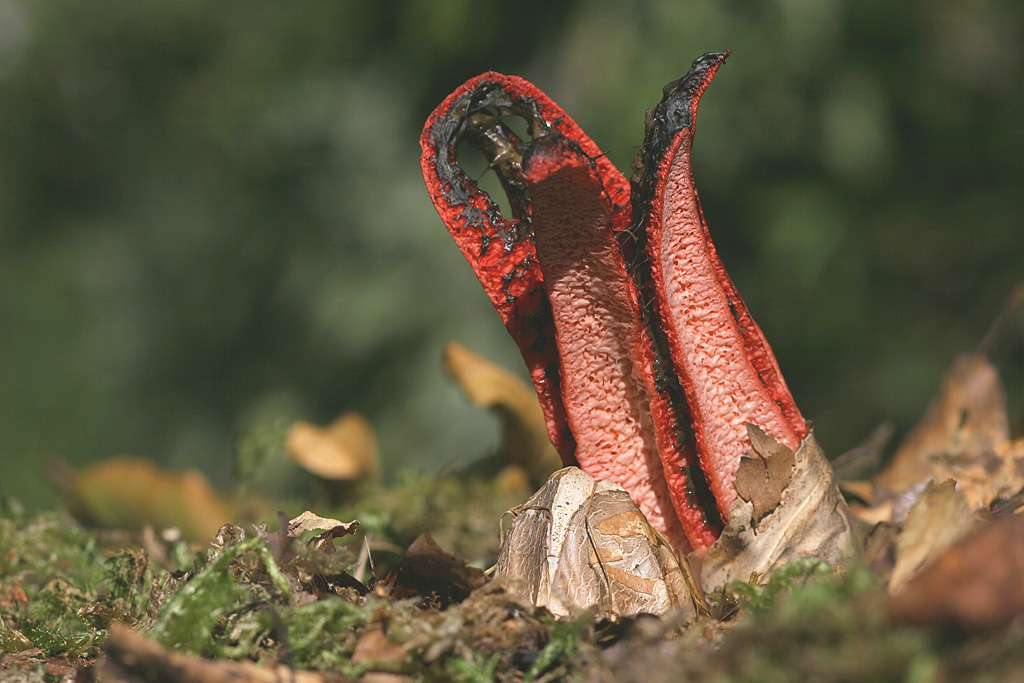 Clathrus archeri ( Anthurus d'Archer ) éclsion 3  J Rivière.jpg