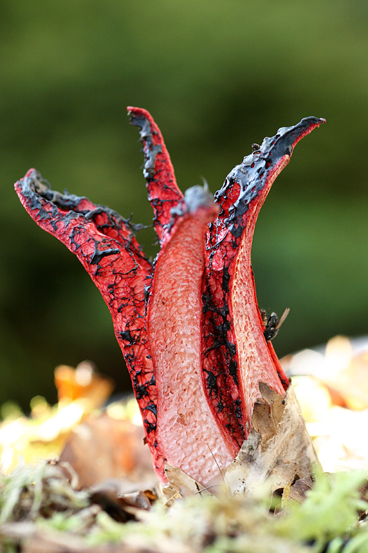 Clathrus archeri ( Anthurus d'Archer ) éclsion 4  J Rivière.jpg