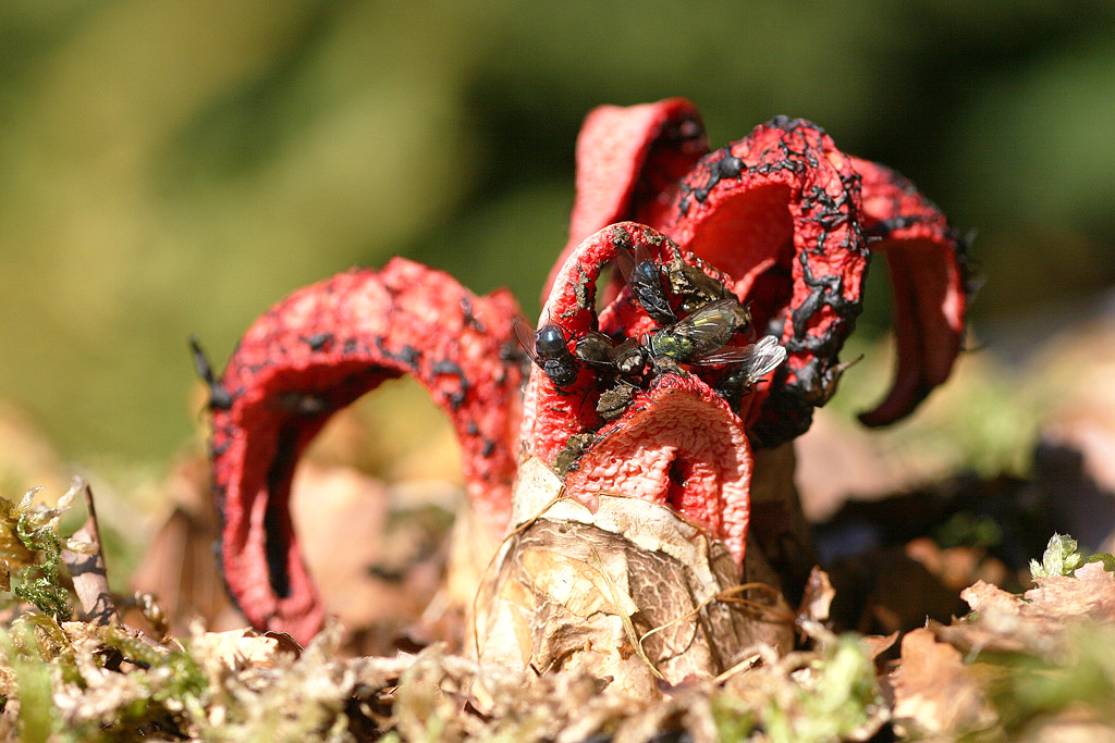 Clathrus archeri ( Anthurus d'Archer)  mouches  J Rivière.jpg