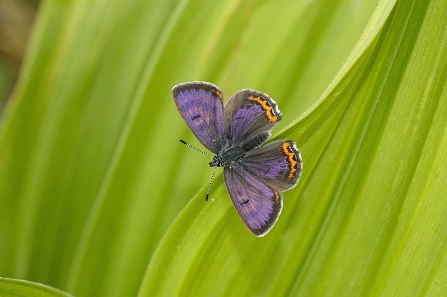 DSC_3506BD1.jpg
