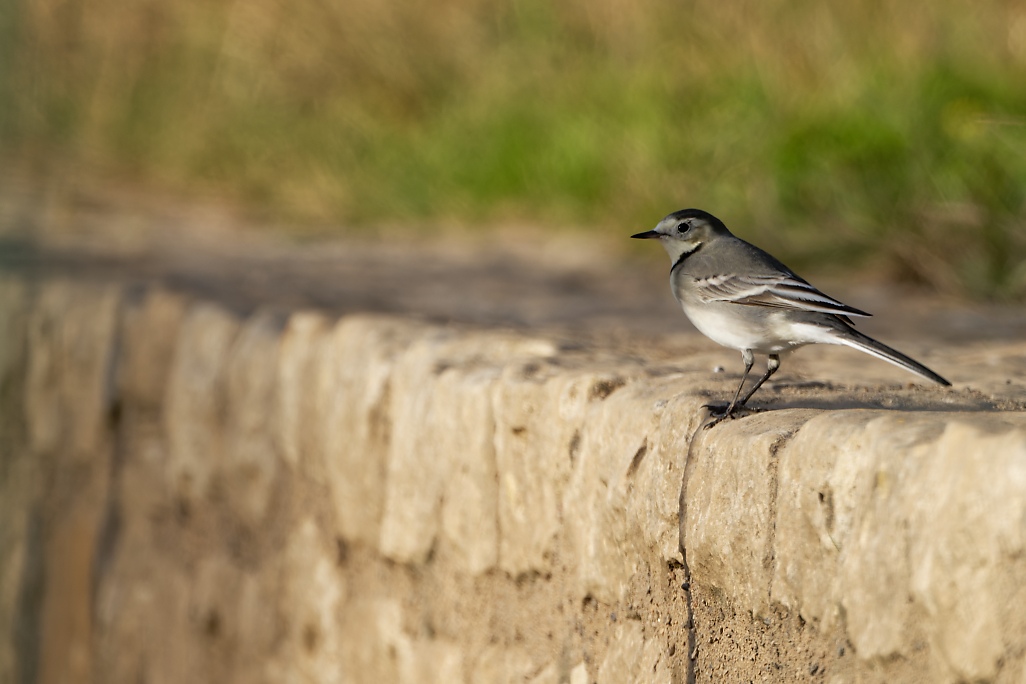 DSC_2003_DxO.jpg