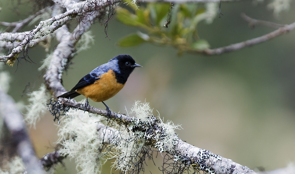 59Conirostre à cape bleue - Papallacta.jpg