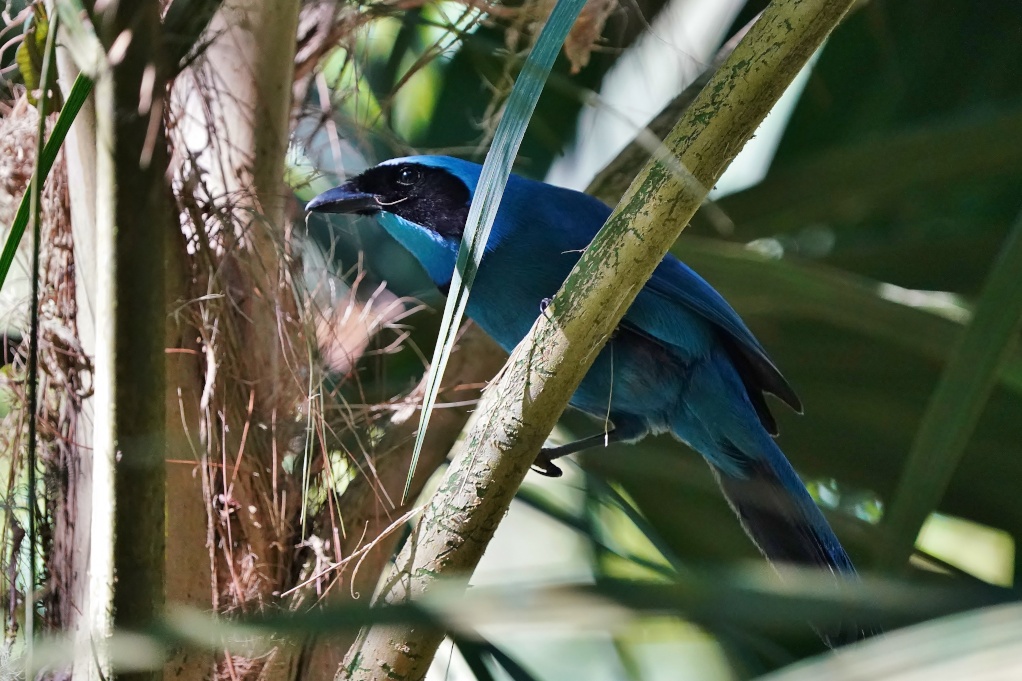 64Geai turquoise- GUANGO.JPG