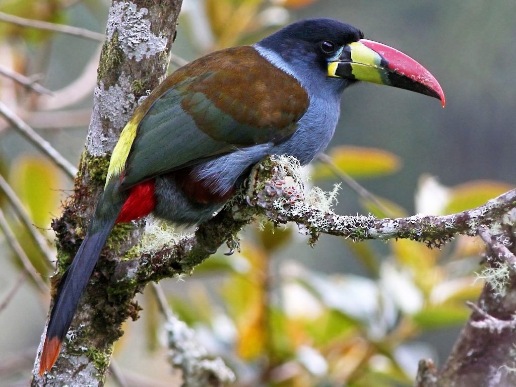 66Toucan bleu- guango.jpg