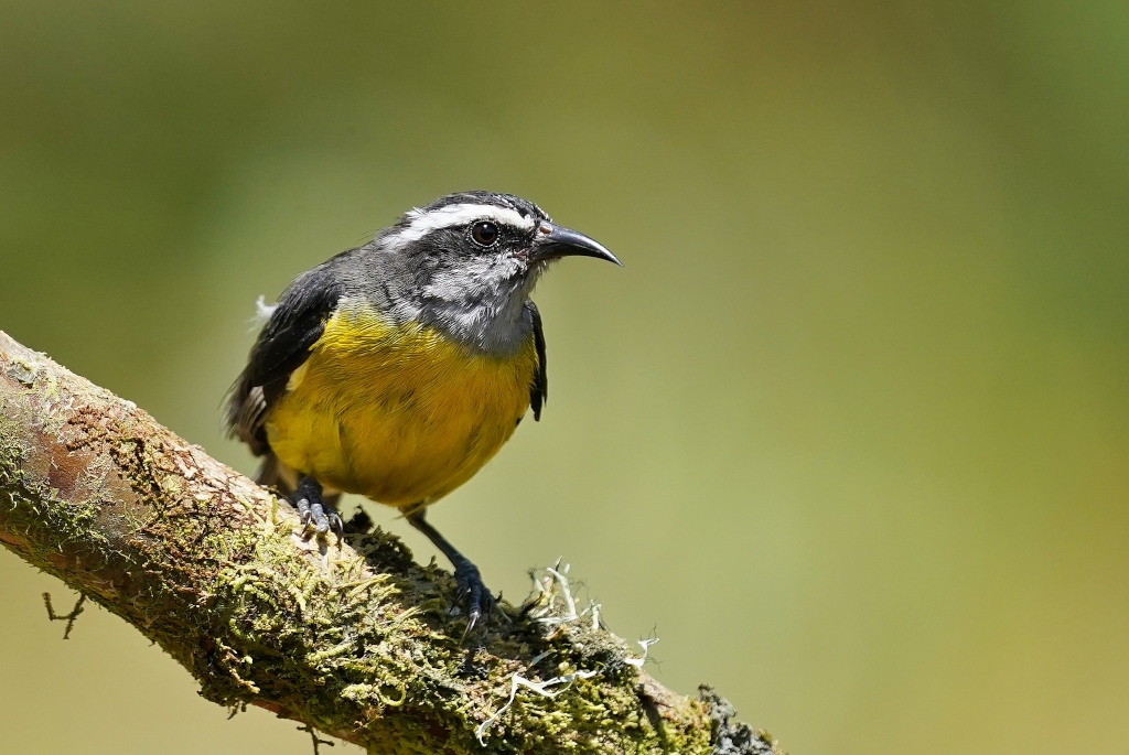 71Sucrier à ventre jaune - Baeza.JPG