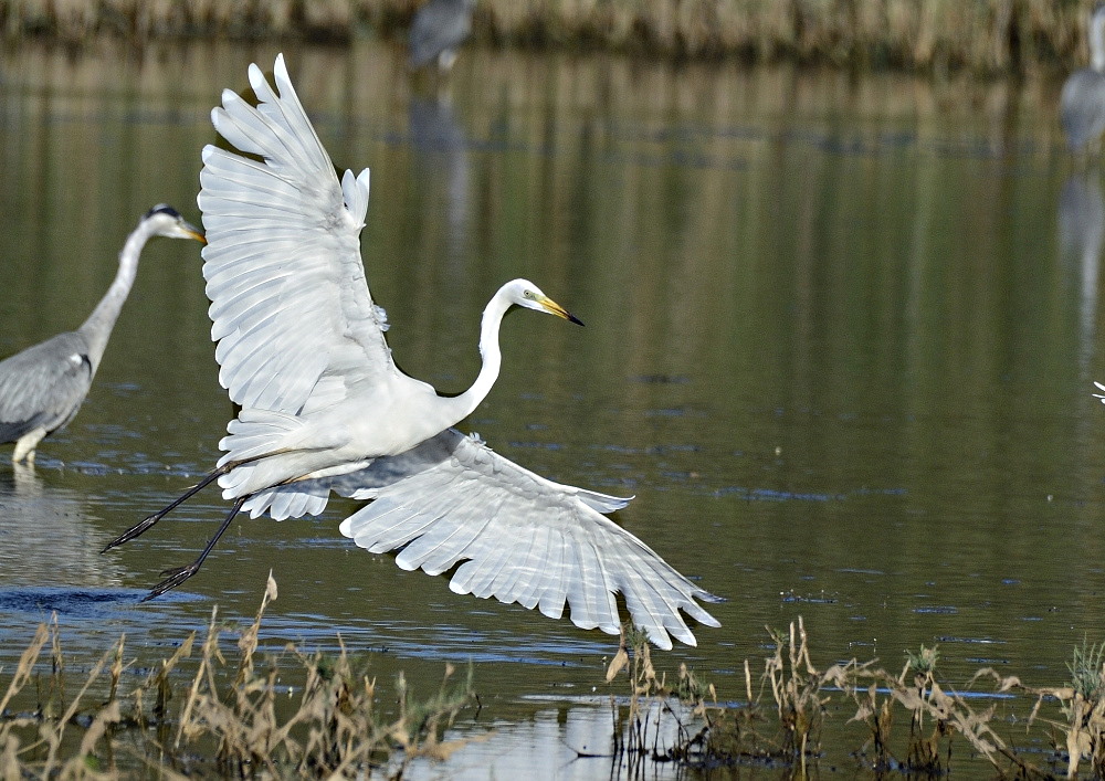 grande aigrette_585_PA12078.JPG
