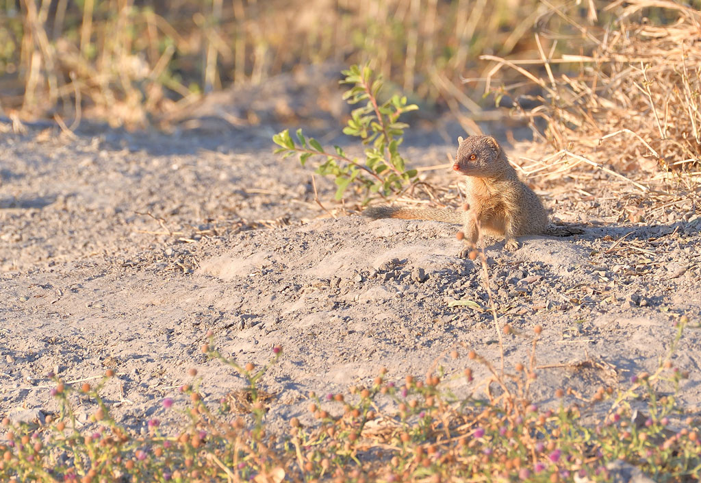 DS5_1367.jpg