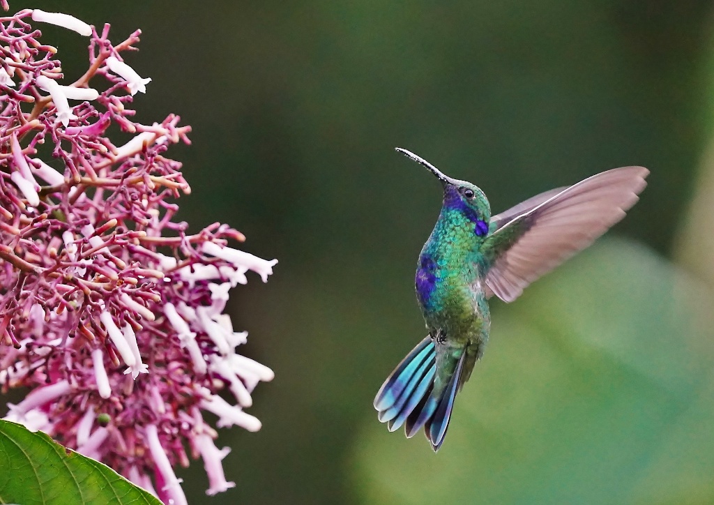 78Colibri Anaïs - Sumaco..JPG
