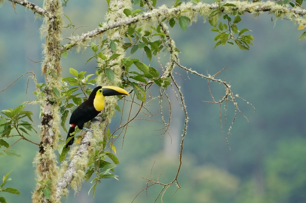 81Toucan tocard.JPG