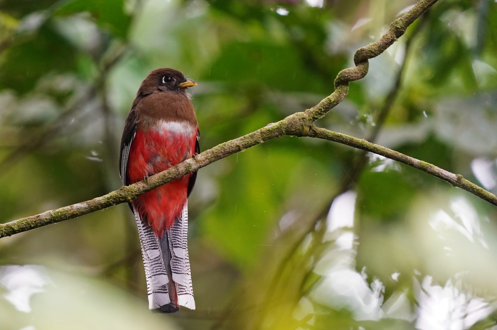 83Trogon masqué fem- sumaco.JPG