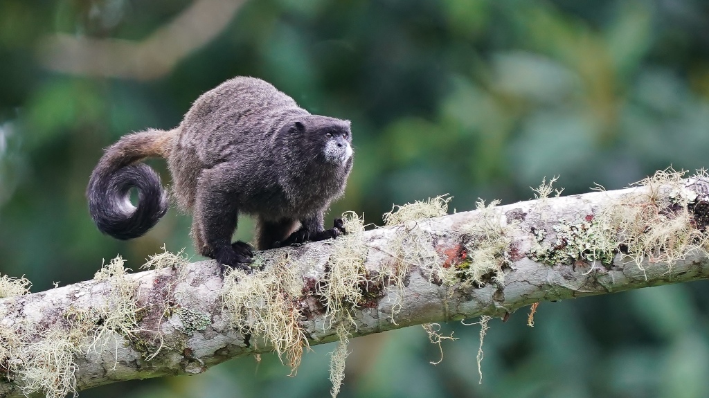 84-Tamarin à mn sumaco.JPG