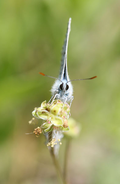 papillon1.jpg
