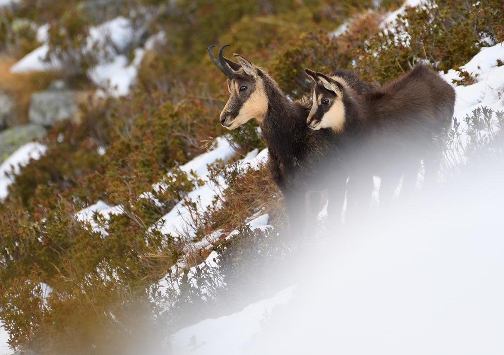 DS5_5135.jpg