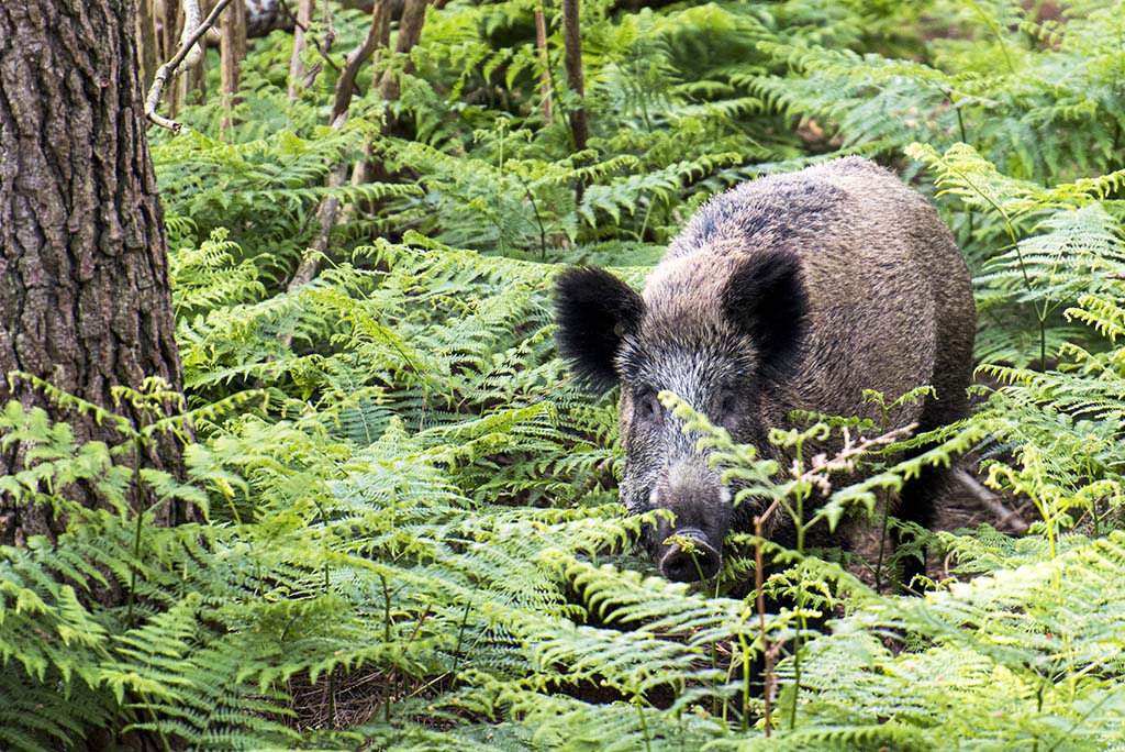 Sanglier-Sus scrofa_DSC5296.jpg