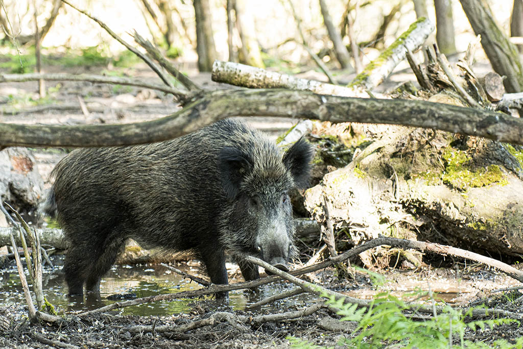 Sanglier-Sus scrofa_DSC5415.jpg